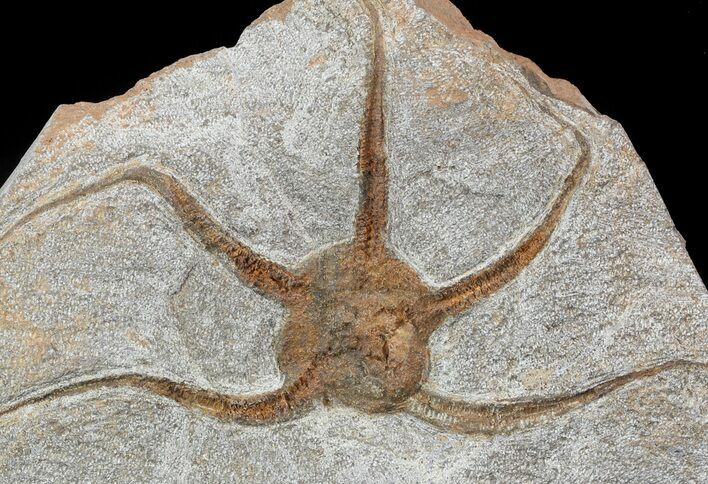 Ordovician Brittle Star (Ophiura) Fossil - Morocco #49208